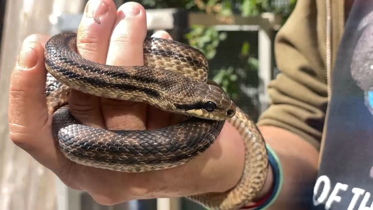 Video: Schlange im Hausflur? Königspython sorgt für Aufregung