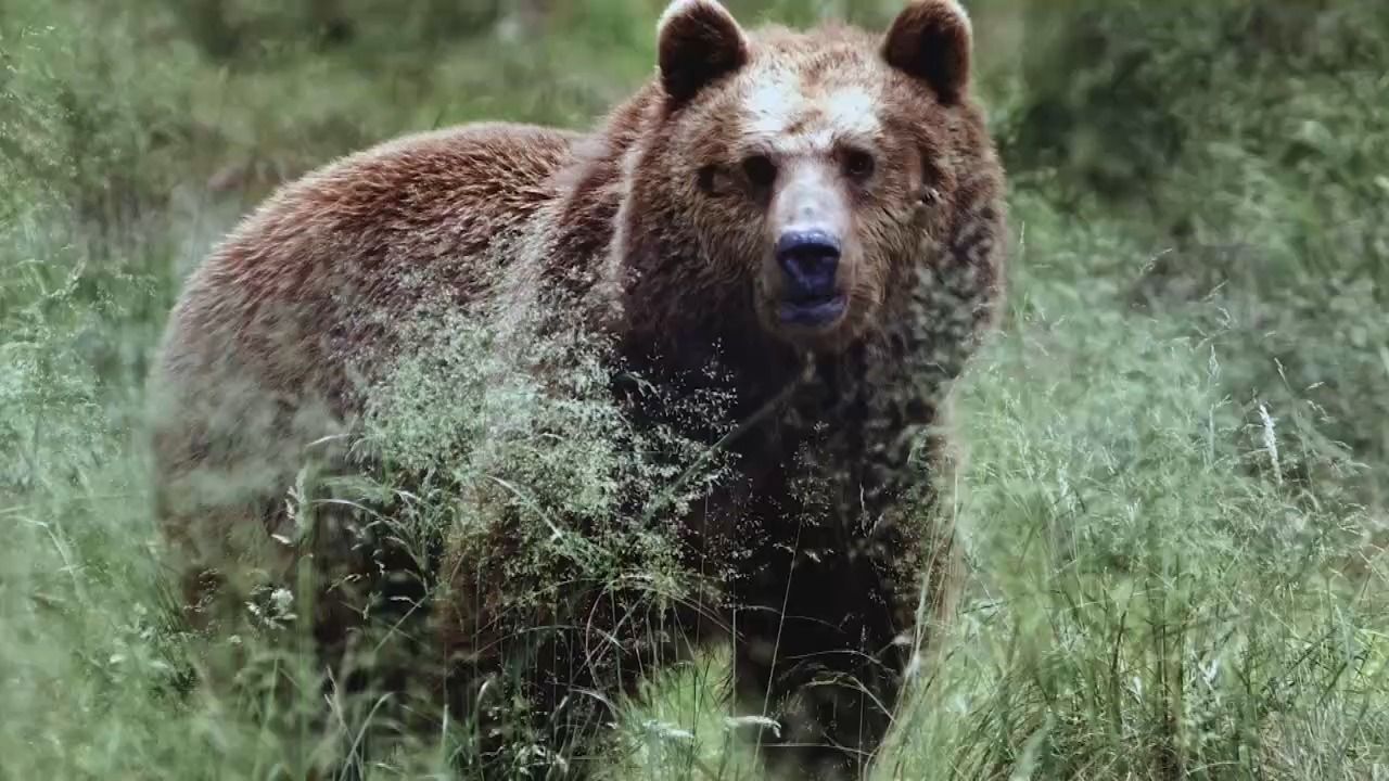Video: Braunbär in Schwaben? Spuren im Oberallgäu entdeckt