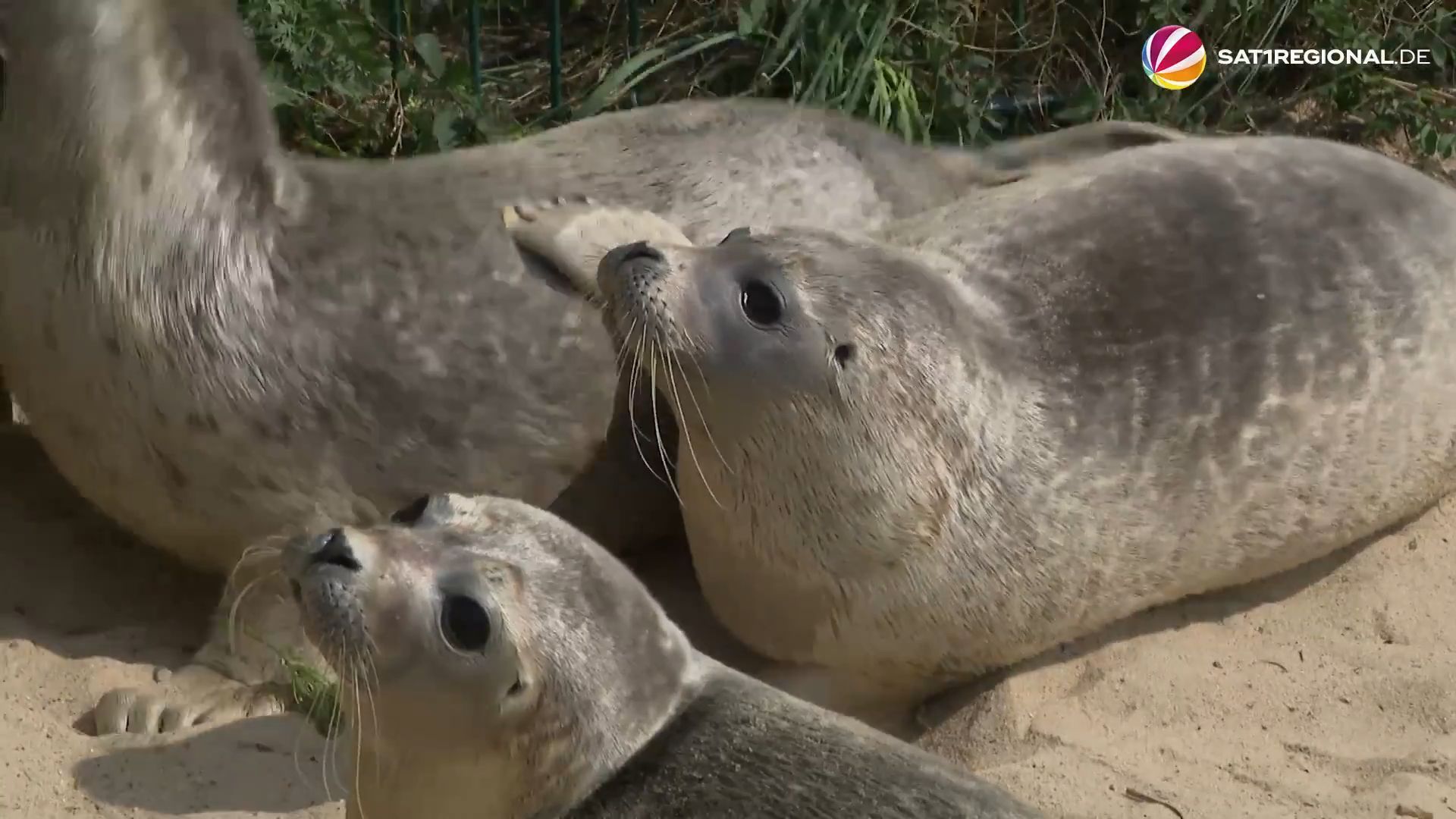 Video: Erste Heuler aus Friedrichskoog ausgewildert