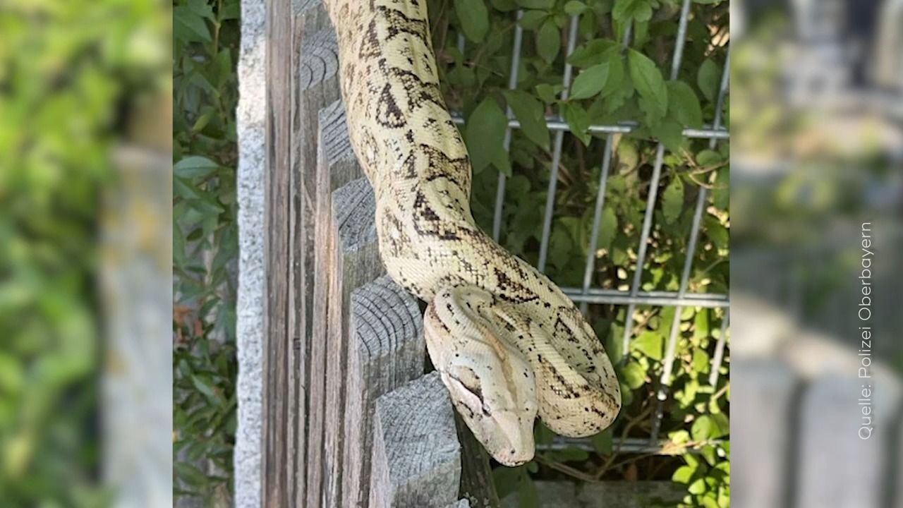 Video: Riesige Boa auf Gartenzaun: Schlangen-Schock in Oberbayern