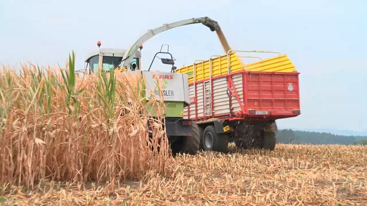 Video: Hitze und Trockenheit: Bayerns Bauern kämpfen mit Ernteeinbußen