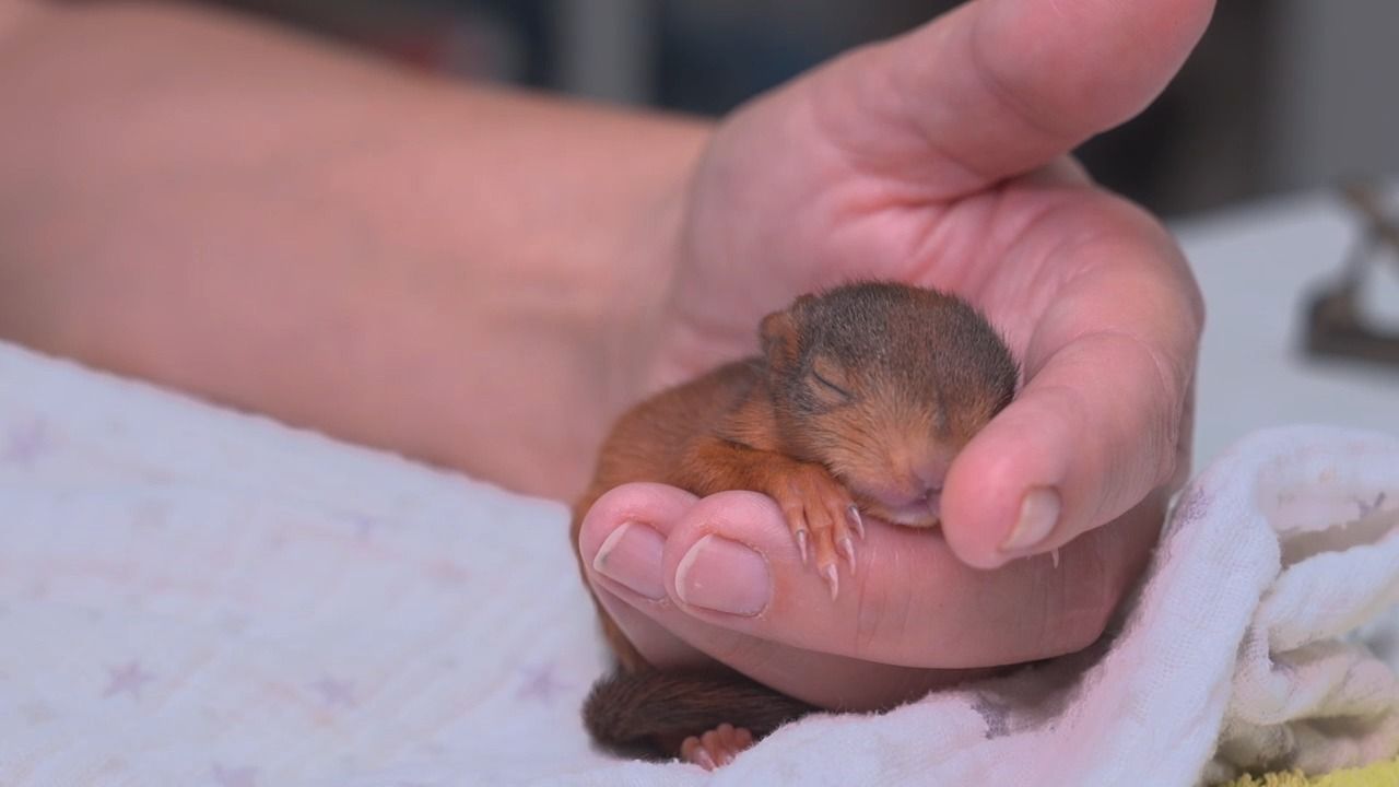 Video: Zu heiß für Eichhörnchen? Auffangstation in Oberbayern hilft