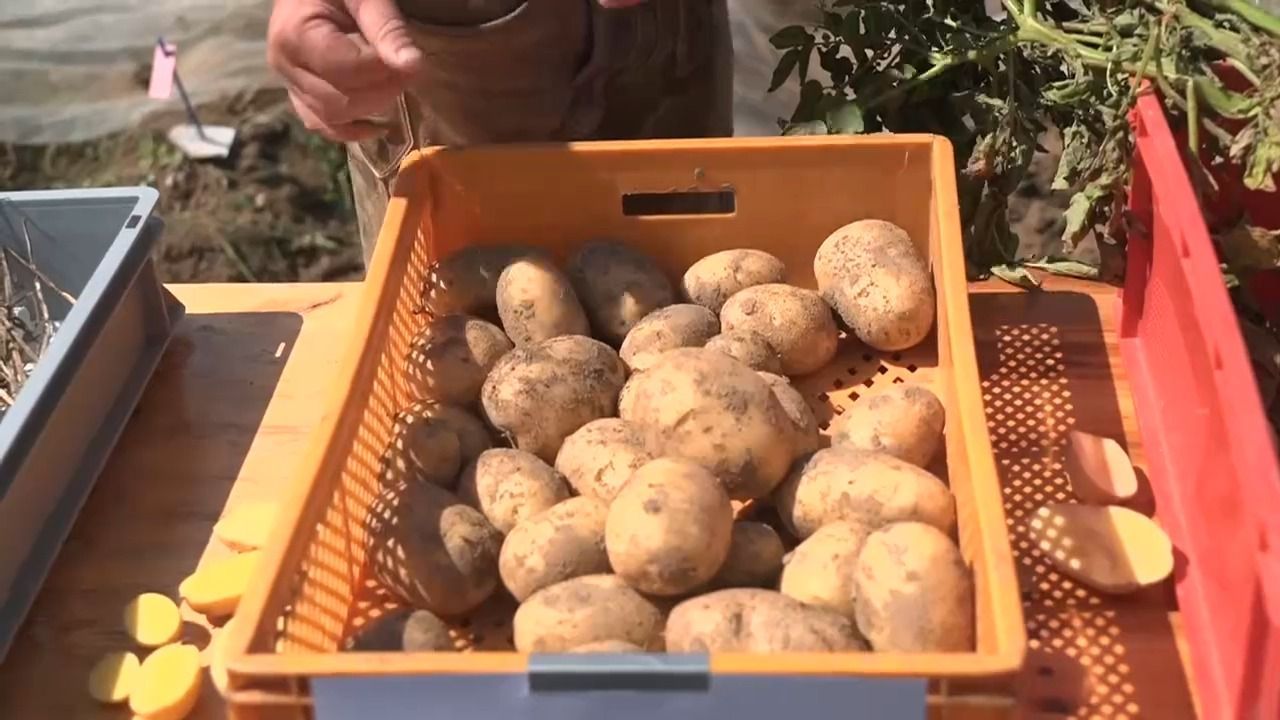 Video: Schlechte Kartoffelernte in Bayern: Zikade sorgt für hohe Ernteausfälle