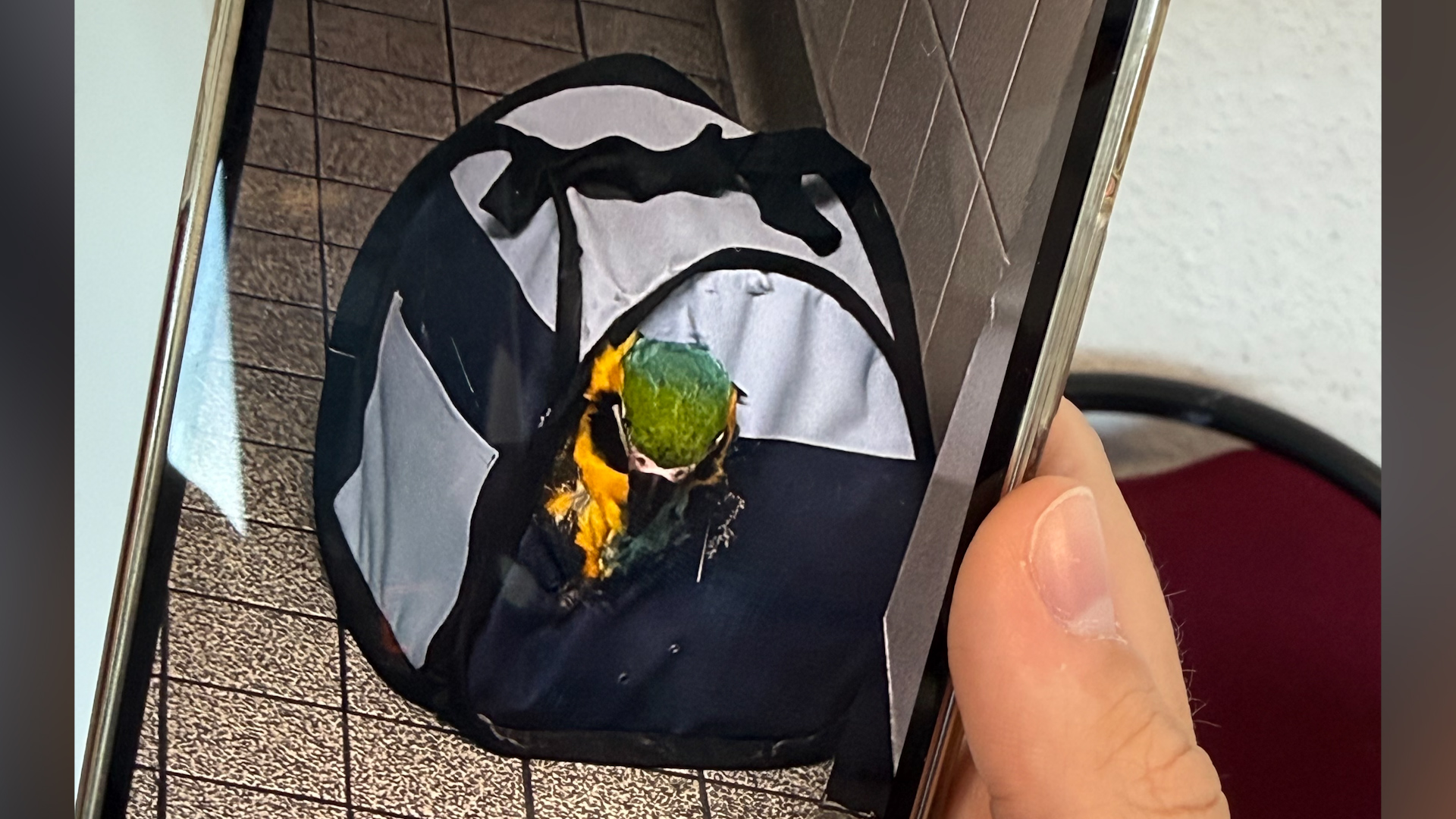 Video: Papageien-Rettung auf der Flughafentoilette