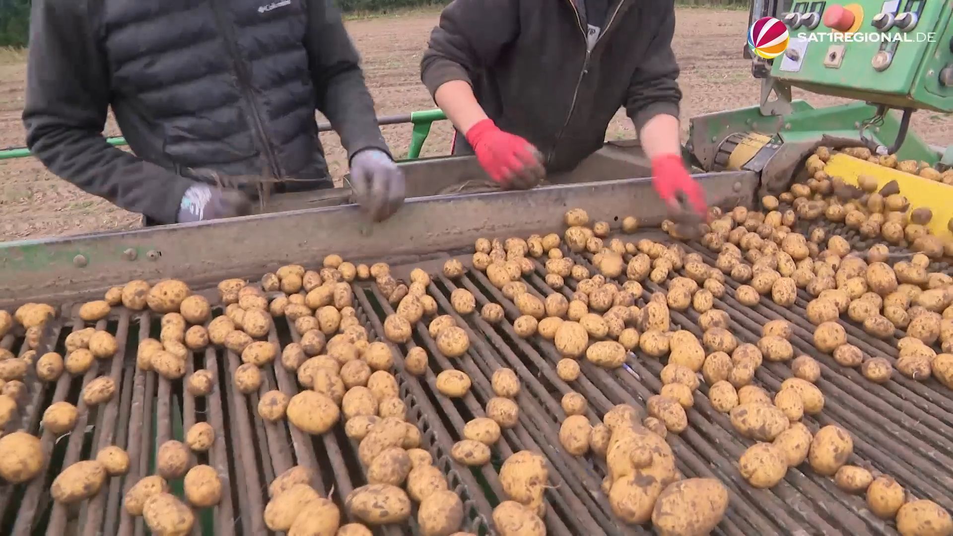 Video: Klimawandel: Landwirt aus Munkbrarup züchtet robustere Kartoffelsorten