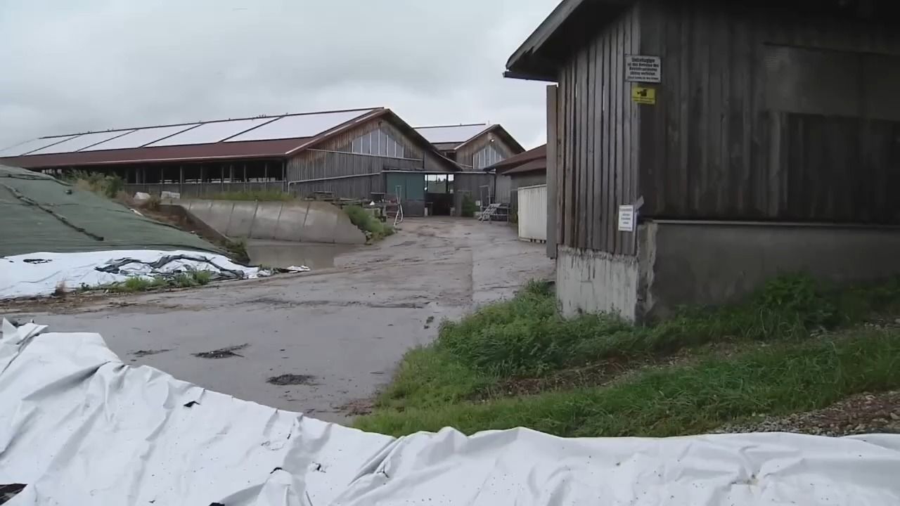 Video: Tierschutzvorwürfe gegen Schafbetrieb: Staatsanwaltschaft Augsburg ermittelt