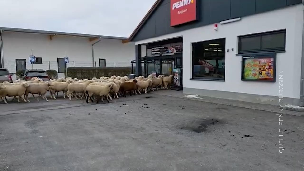 Video: Chaos im Supermarkt in Burgsinn: Schafe gehen auf Shopping-Tour