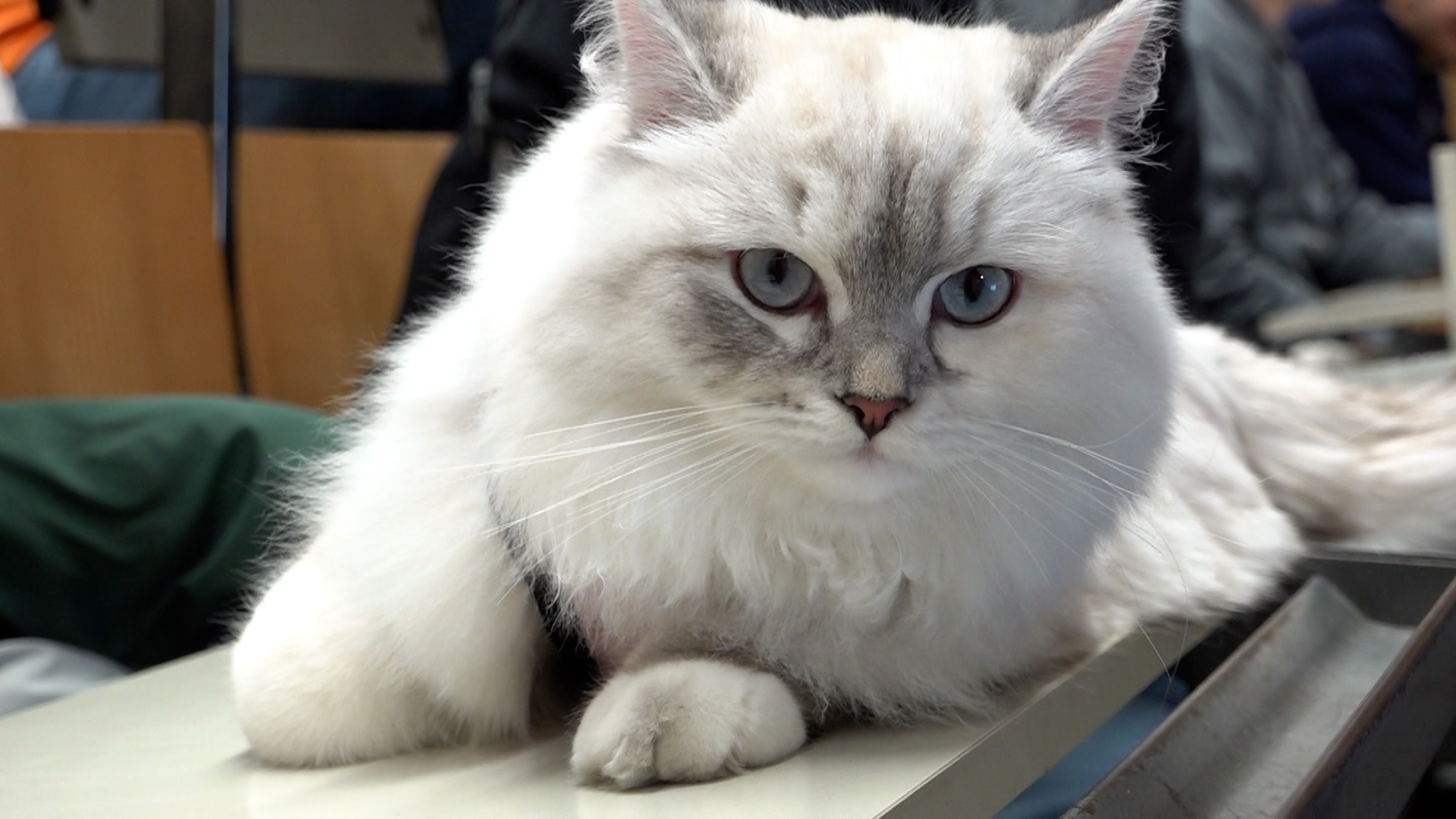 Video: Kitty, die Katze der RWTH Aachen