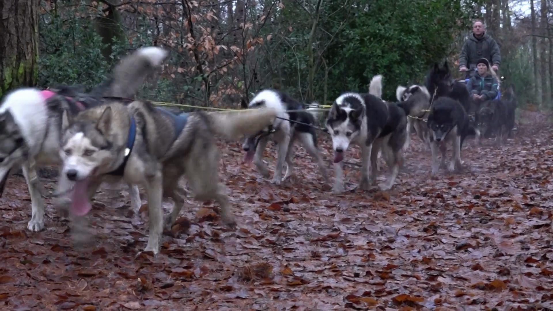 Video: Huskies trainieren für Schlittenrennen