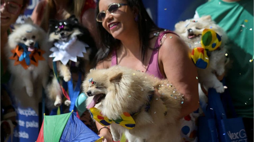 Hunde in Kostümen beim Karneval in Rio