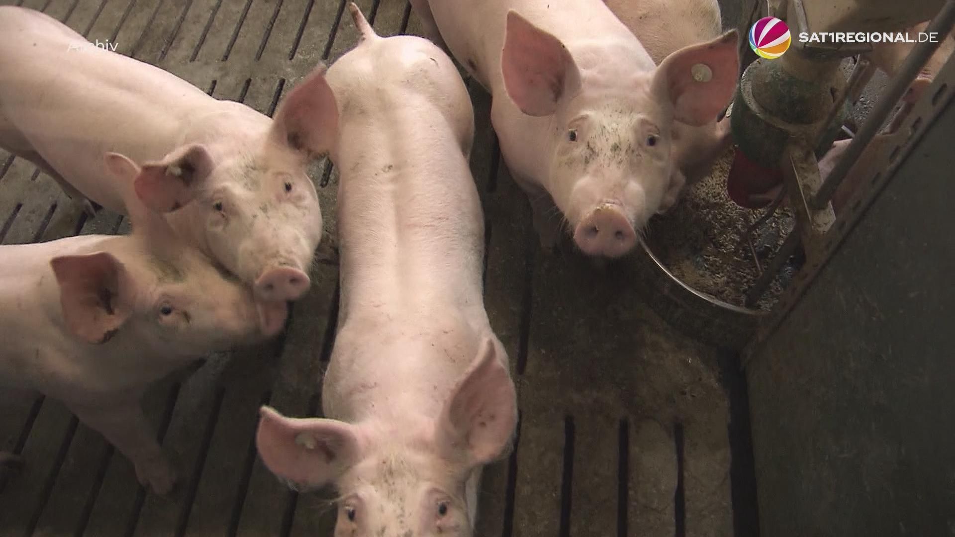 Video: Schlachthof-Schließung in Perleberg bringt Schweinehalter im Norden in Not
