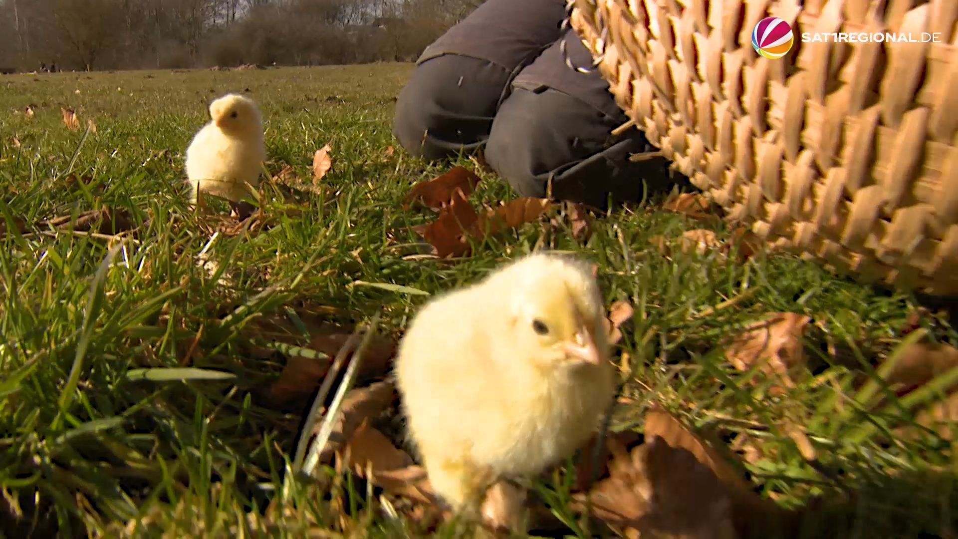Video: Seltener Nachwuchs: Tierpark Arche Warder stärkt bedrohte Nutztierrassen