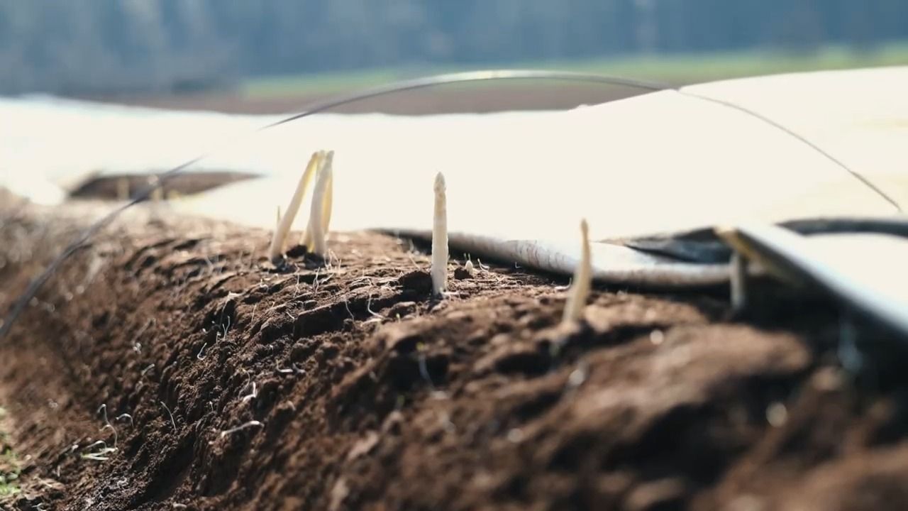 Video: Start der Spargelsaison: Erste Ernte in Fürth