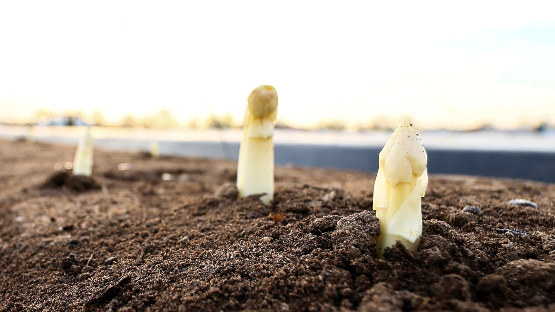 Video: Die Spargelsaison ist eröffnet