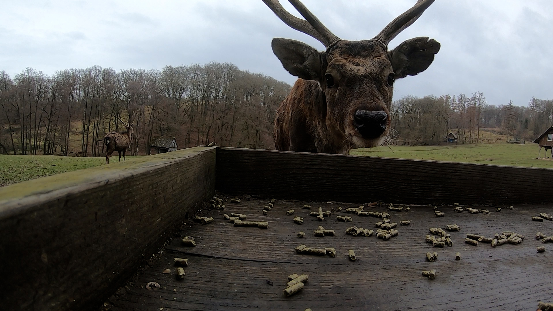 Video: Sika-Hirsche in Völlinghausen kämpfen um Existenz