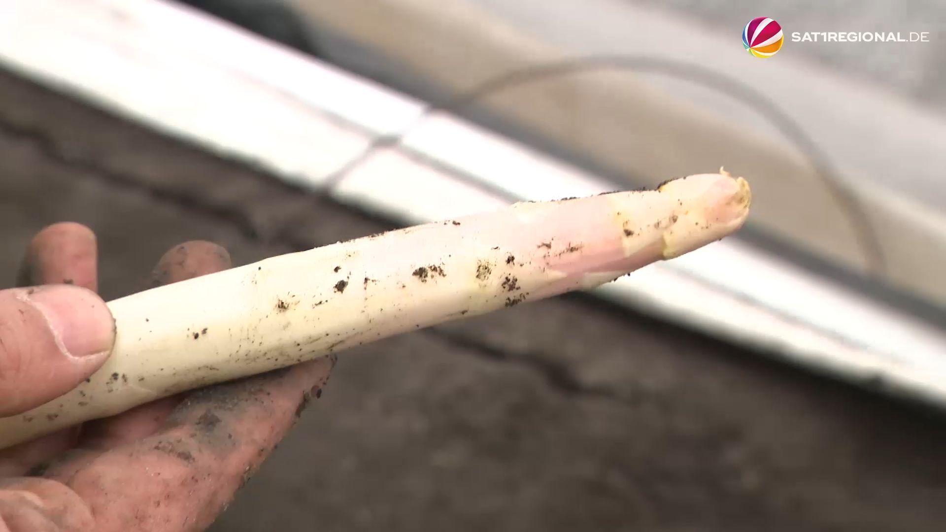 Video: Erster Spargel in Schleswig-Holstein erntereif