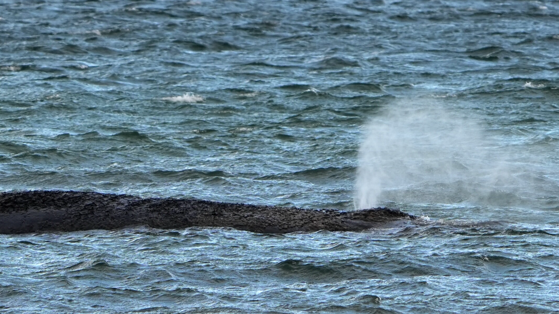 Video: Spezialbagger sollen Buckelwal befreien