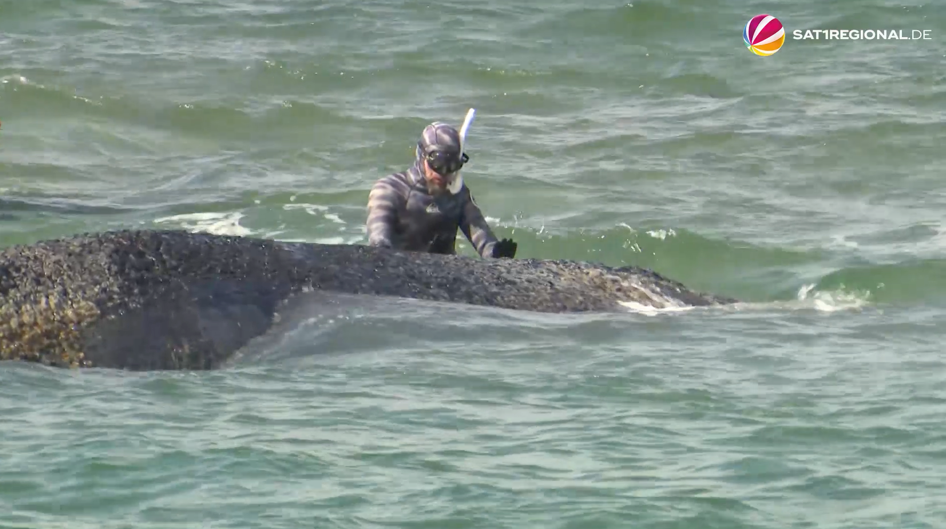 Video: Gestrandeter Buckelwal: Dramatischer Einsatz in der Lübecker Bucht
