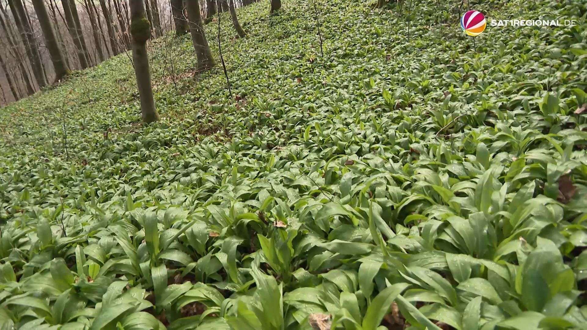 Video: Rund 105 Kilo Bärlauch im Deister geklaut