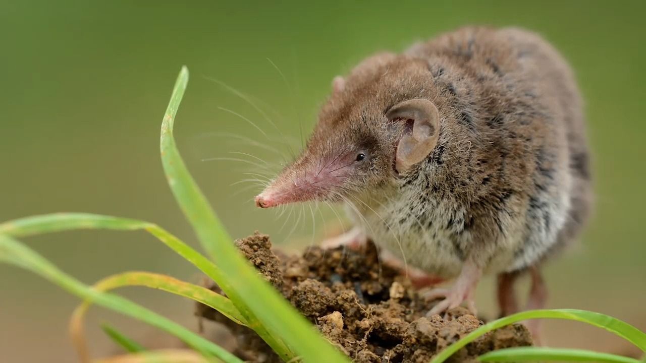 Video: Seltenes Virus in Bayern: Mensch im Landkreis Erding infiziert