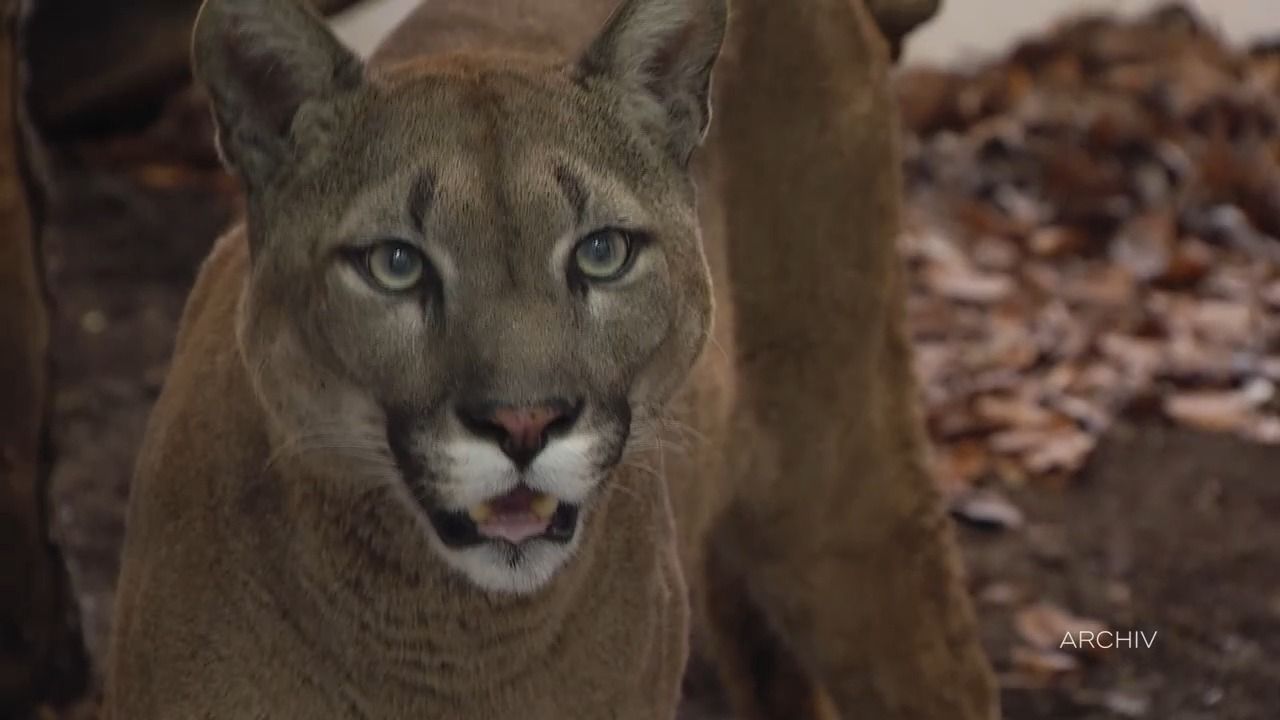 Video: Puma-Alarm in Oberbayern? Sichtung nahe Münchner Flughafen