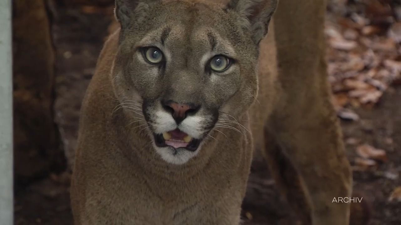 Video: Puma-Suche in Oberbayern: Stammt er aus privater Haltung?