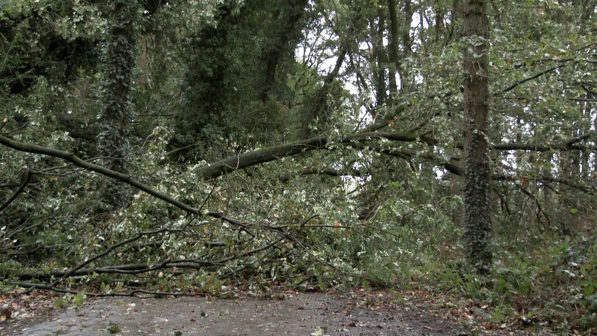 Video: Sturm bis 100 km/h: Sturmtiefs über NRW am Wochenende