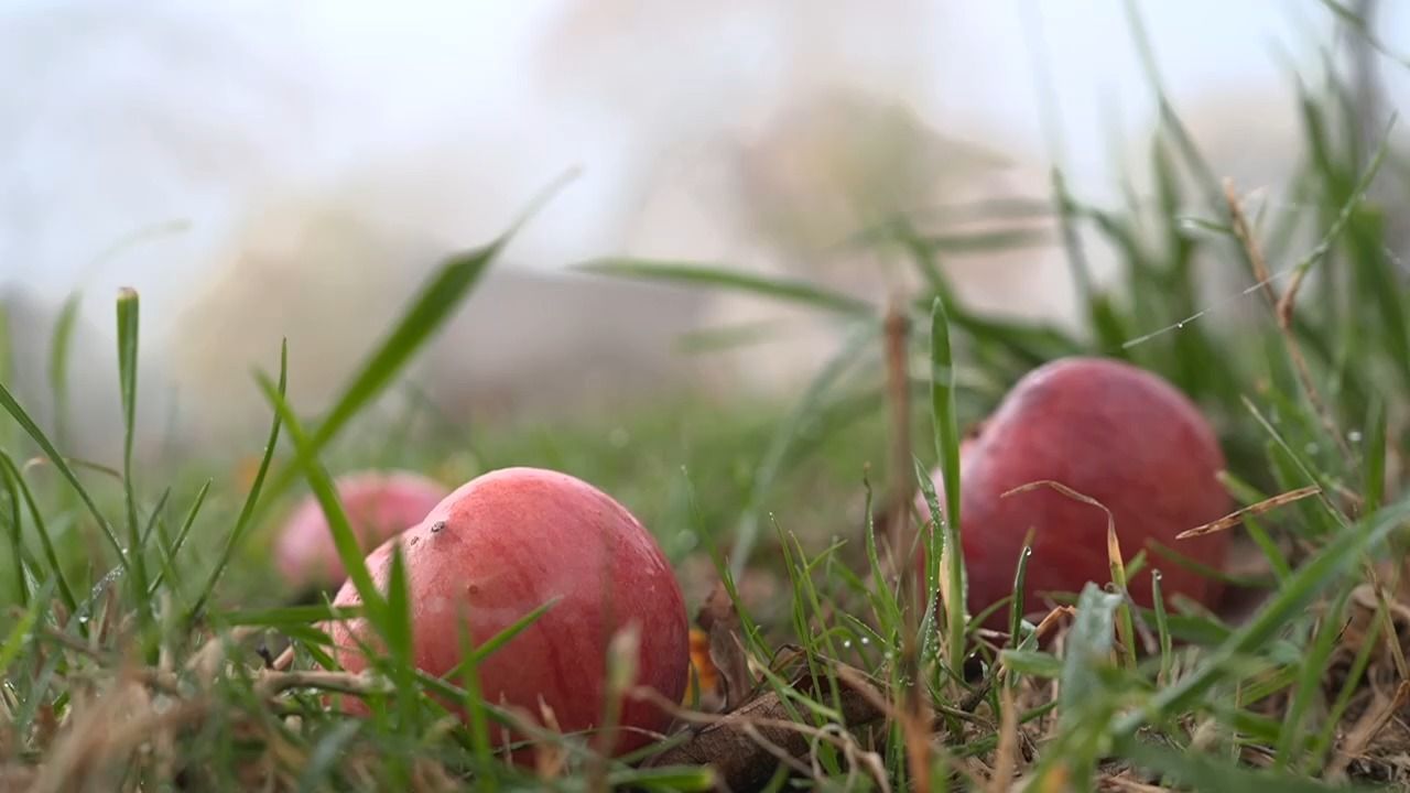 Video: Fünf Jahre Streuobstpakt: 250.000 neue Obstbäume in Bayern gepflanzt