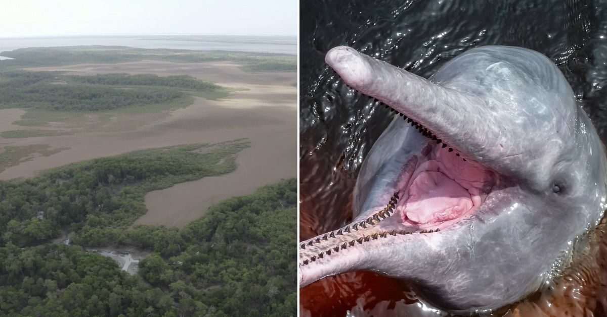 Extreme Hitze im Amazonasgebiet: Über 100 tote Flussdelfine entdeckt