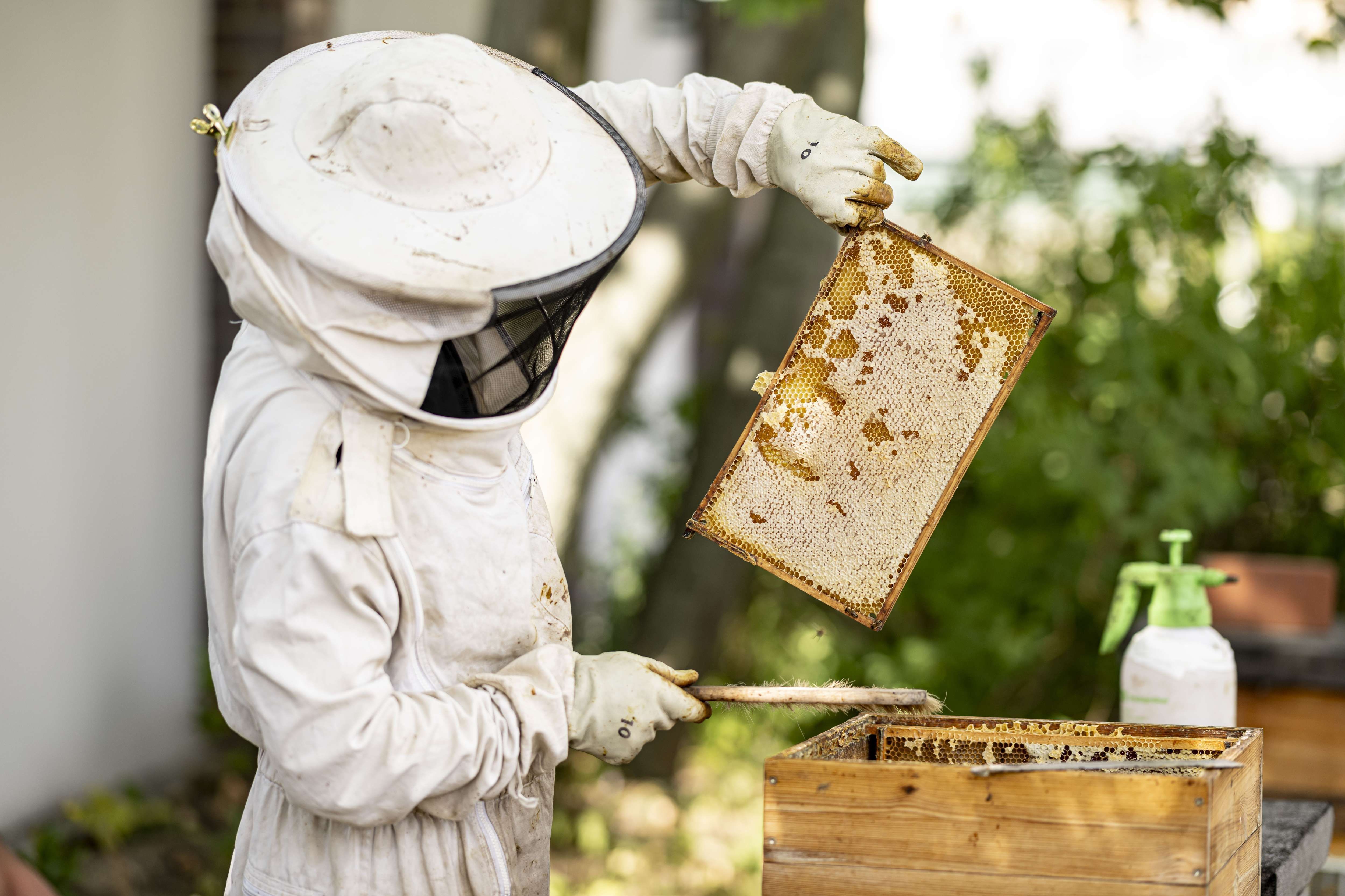 Honig-Produktion: Alarmstimmung bei Imkern