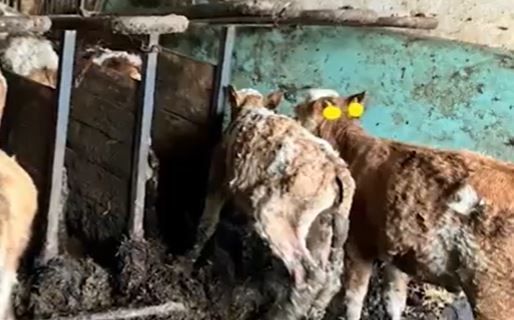 Verletzte und abgemagerte Kühe: Schwere Tierquälerei in Oberösterreich