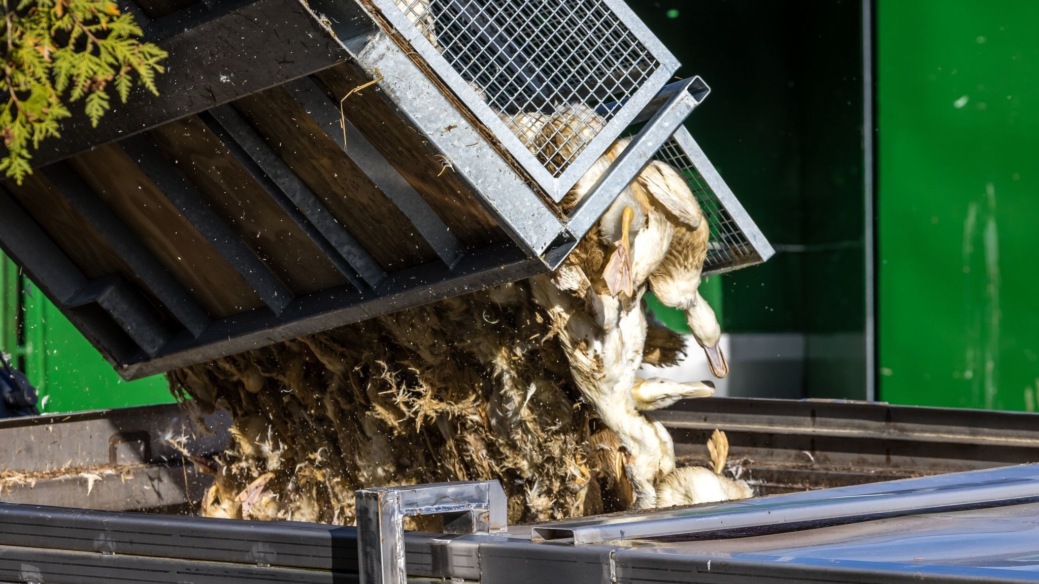 Video: Kommt die Vogelgrippe auch nach Österreich?
